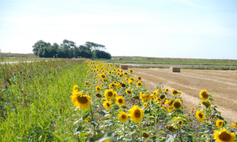 Kruidenrand op Texel